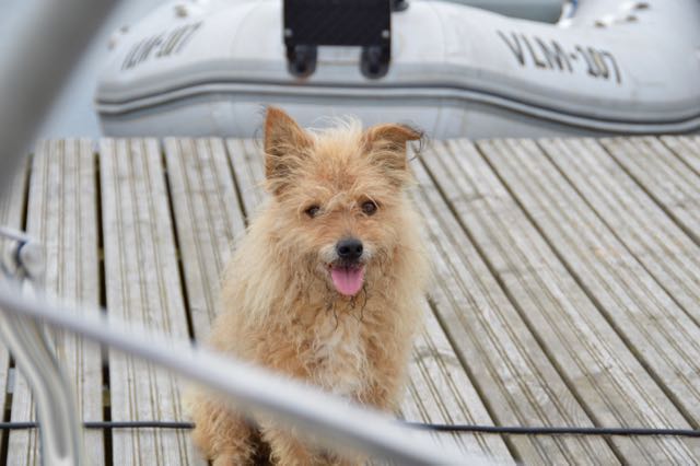 The desperate suitor