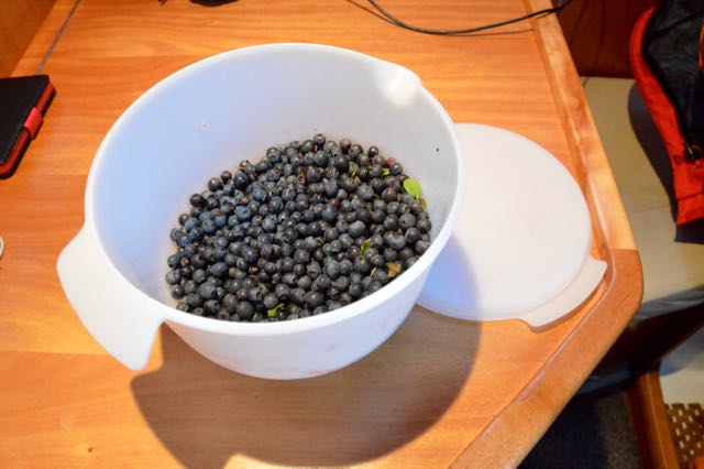 The ladies went berry picking, now we have superfood for a couple of days