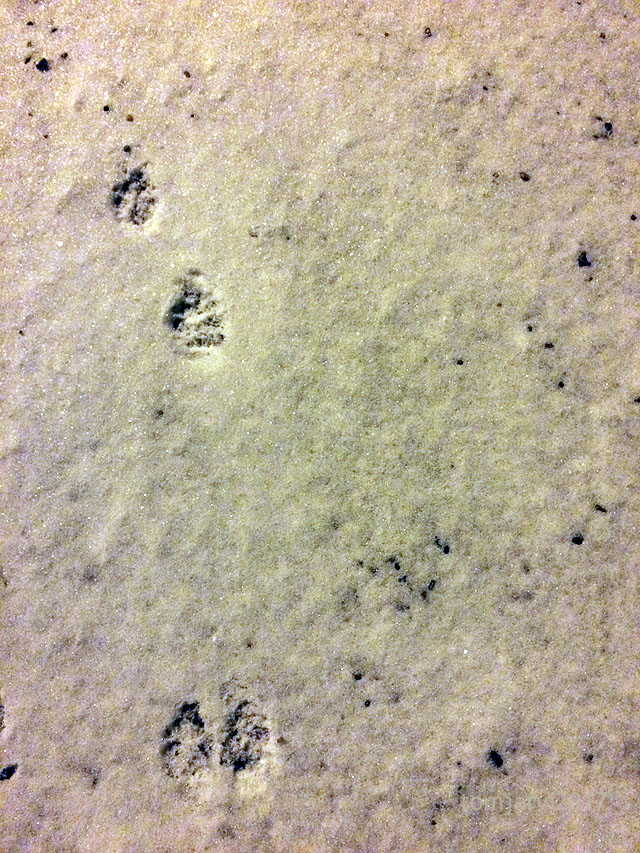 IMG_5016_tracking_2018