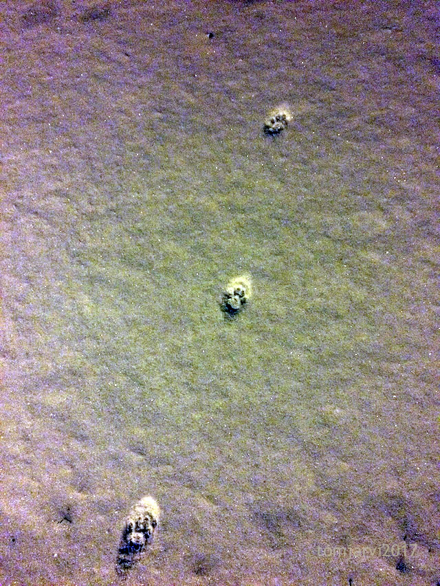 IMG_5018_tracking_2018