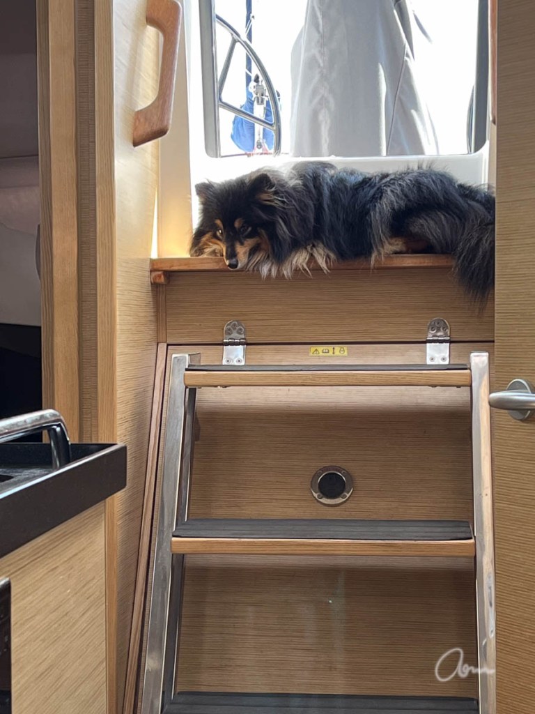 Sheltie looking depressed, lying on the top step in sailboat entry