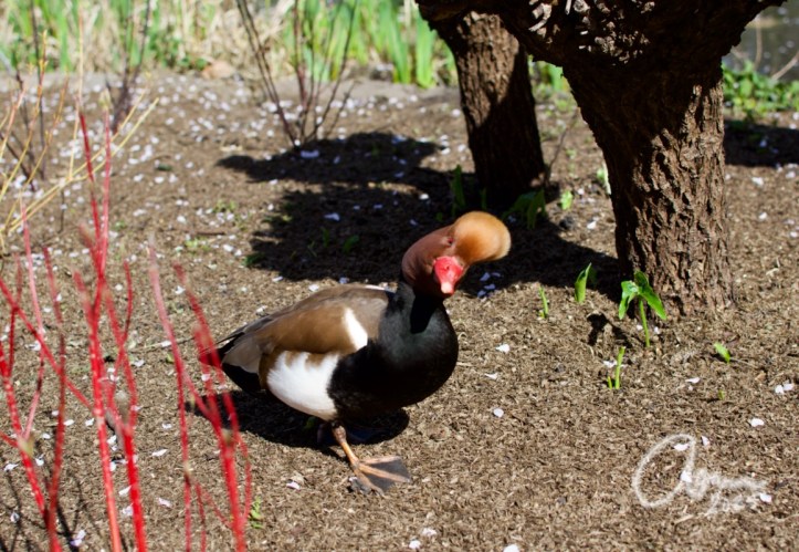 Red crested pochard looking at you with tilted head